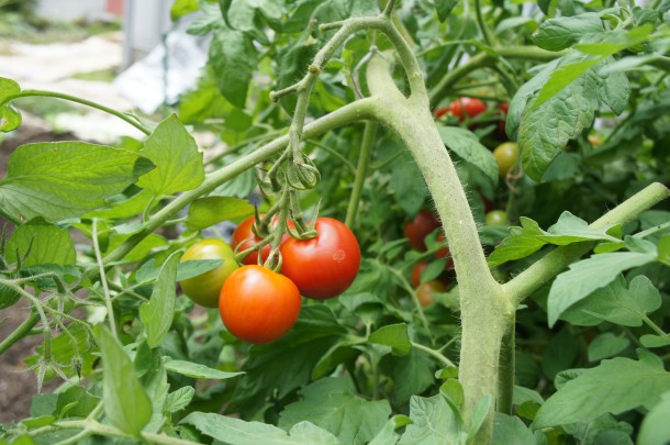 【元気いっぱいの夏野菜】「ツルムラサキ」の花が咲いています。