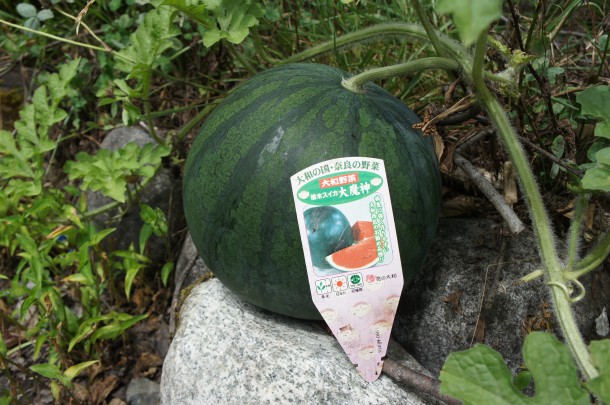 【元気いっぱいの夏野菜】「ツルムラサキ」の花が咲いています。