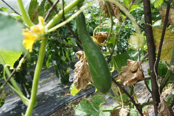 【元気いっぱいの夏野菜】「ツルムラサキ」の花が咲いています。