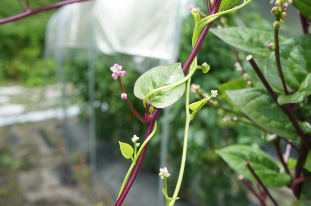 【元気いっぱいの夏野菜】「ツルムラサキ」の花が咲いています。