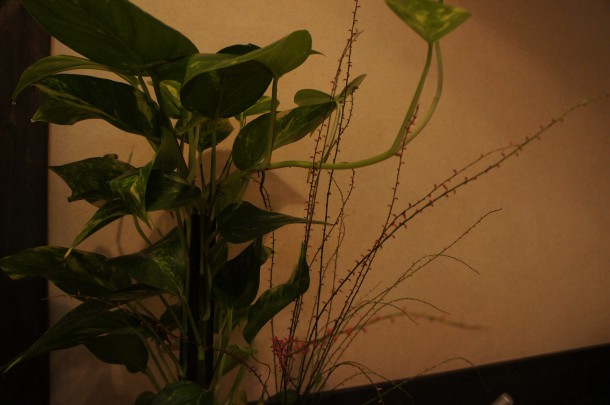 【季節の山野草】「ミズヒキ」が咲いています。