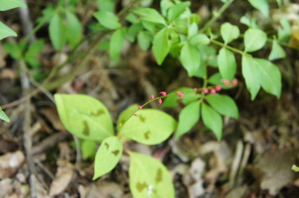 【季節の山野草】「ミズヒキ」が咲いています。