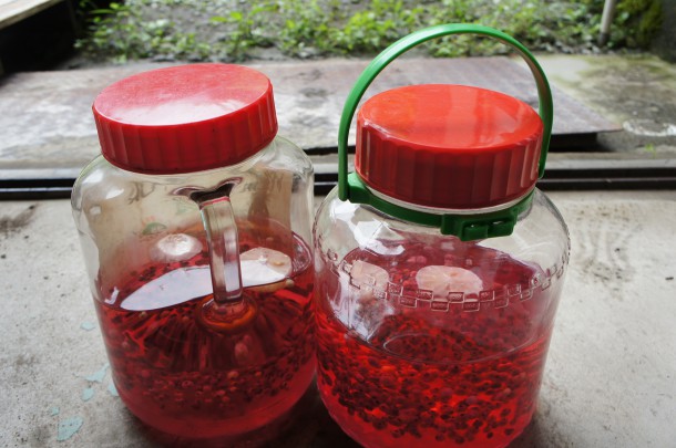 【季節の恵み】宝石のような「すぐり」の実