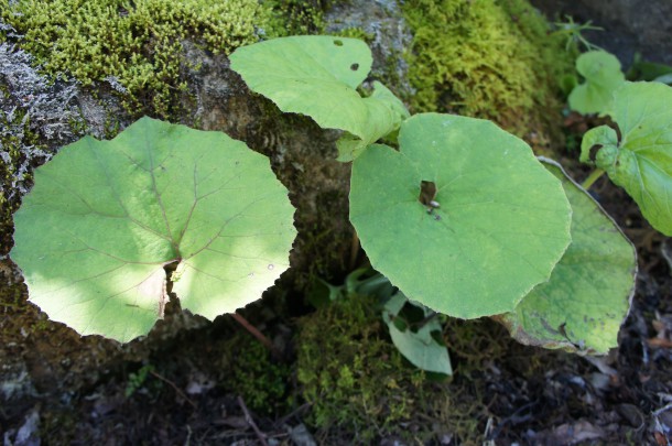 【山の味覚】ふきを収穫しました。