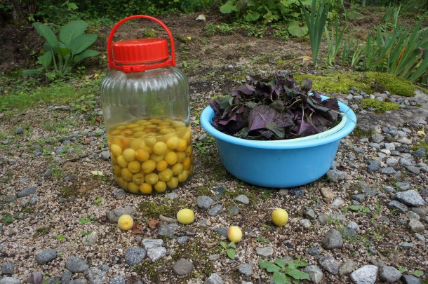 【季節の恵み】青梅と紫蘇を収穫しました。