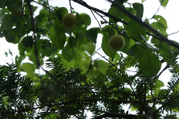 【季節の恵み】青梅と紫蘇を収穫しました。