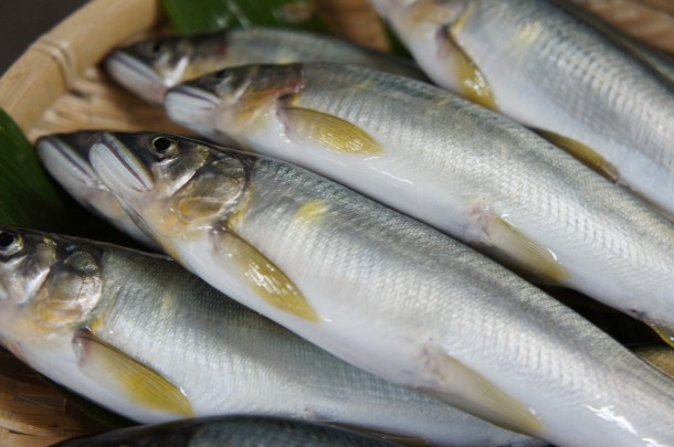 今週末は鮎釣り解禁♪