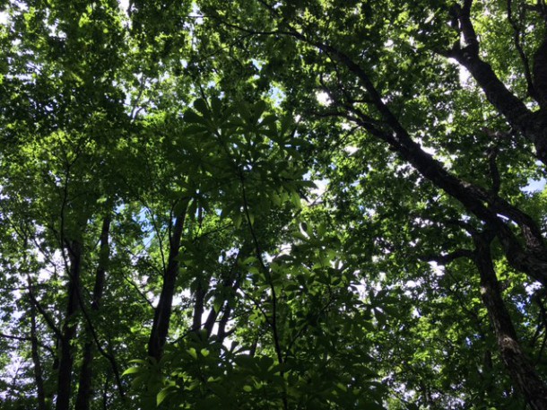 福地山トレッキングルートの整備を行いました♪