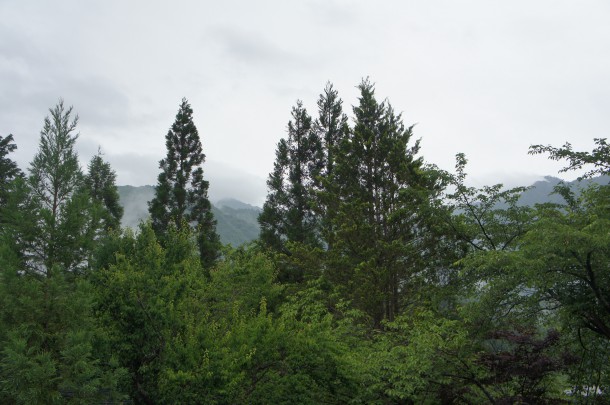 蛍飛び交う季節です♪