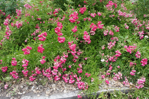 河合町　香愛ローズガーデン　シーズン開園
