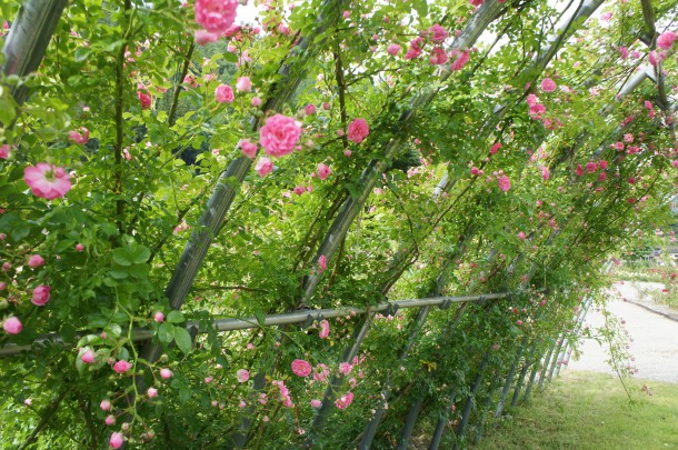河合町　香愛ローズガーデン　シーズン開園