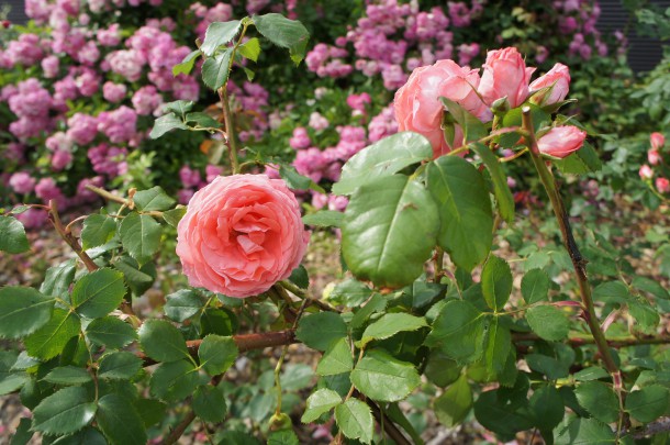河合町　香愛ローズガーデン　シーズン開園