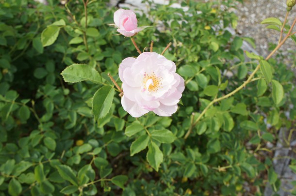 河合町　香愛ローズガーデン　シーズン開園