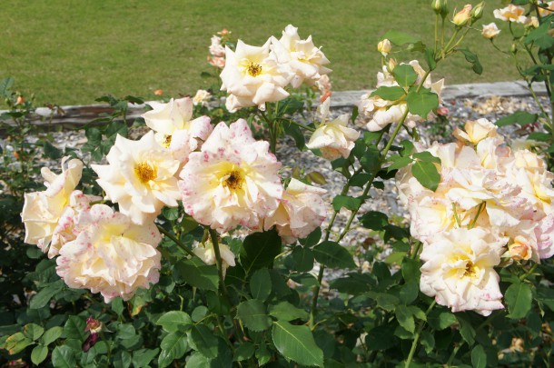 河合町　香愛ローズガーデン　シーズン開園