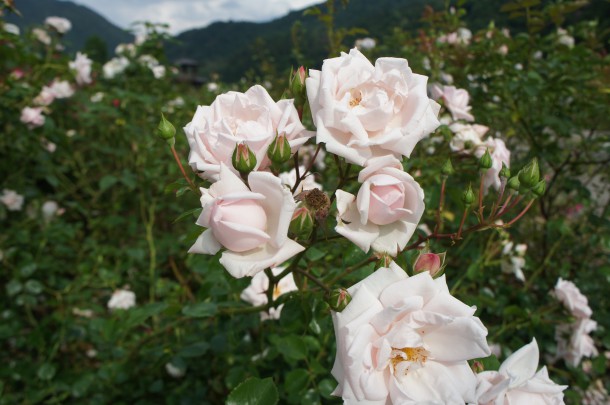 河合町　香愛ローズガーデン　シーズン開園