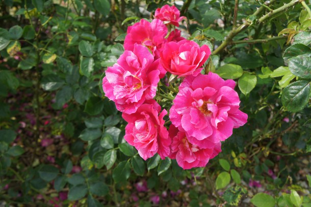 河合町　香愛ローズガーデン　シーズン開園