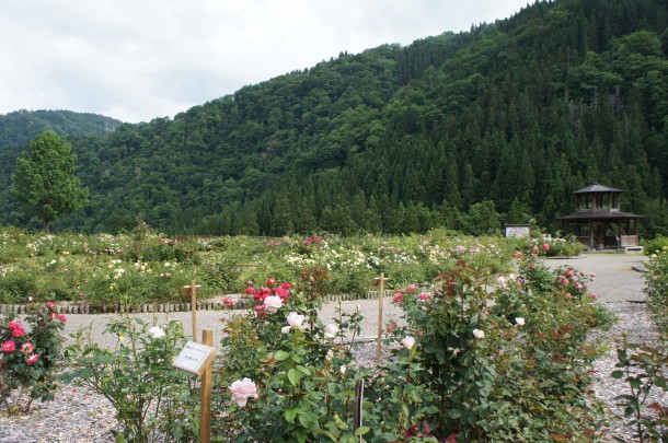 河合町　香愛ローズガーデン　シーズン開園