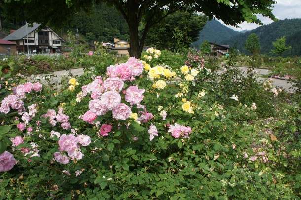 河合町　香愛ローズガーデン　シーズン開園
