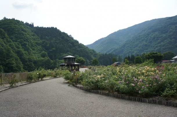 河合町　香愛ローズガーデン　シーズン開園