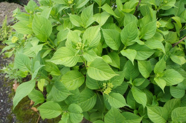 奥飛騨温泉郷ホタルマップ♪