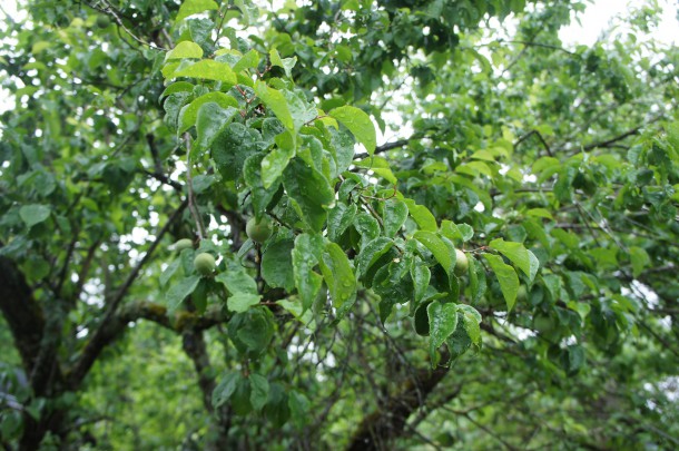 奥飛騨温泉郷ホタルマップ♪