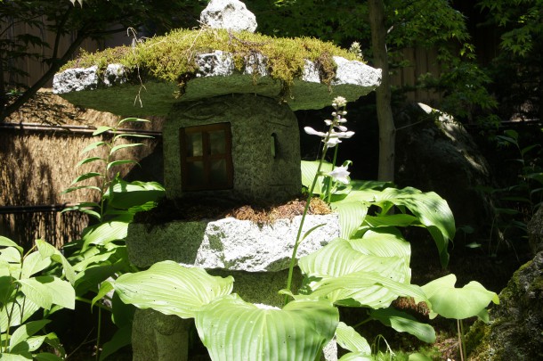 日中２５℃を超えるようになりました。