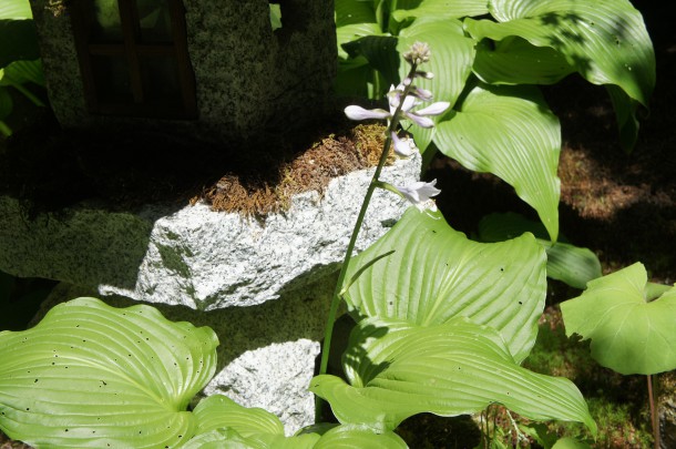 日中２５℃を超えるようになりました。