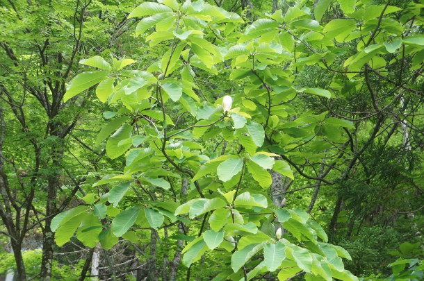 葉の方が馴染み深いもの。