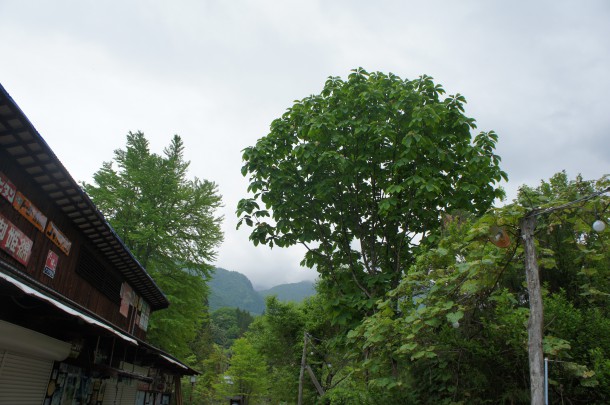 葉の方が馴染み深いもの。