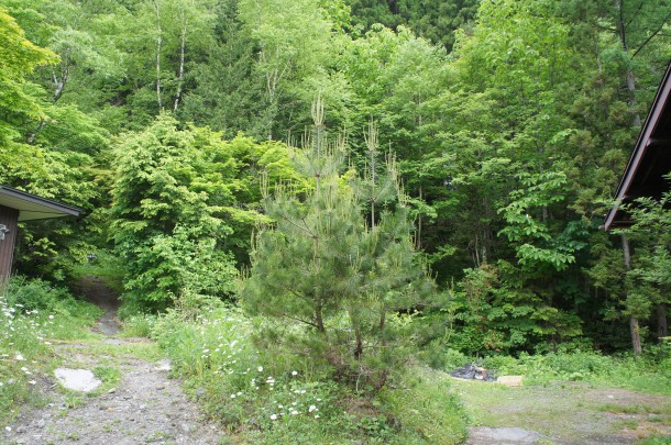 葉の方が馴染み深いもの。