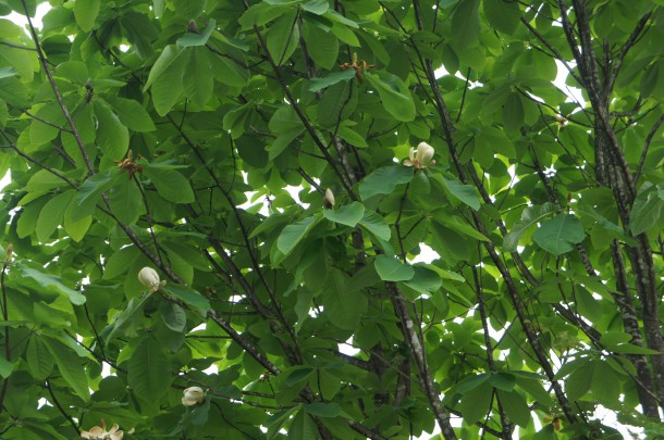 葉の方が馴染み深いもの。