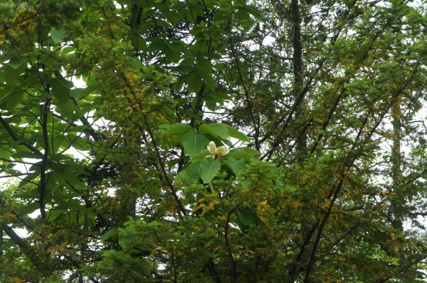 葉の方が馴染み深いもの。