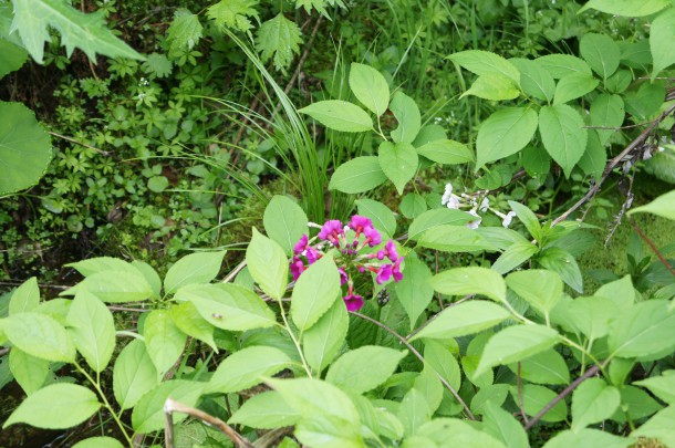 今年もせせらぎの小径を彩っています。