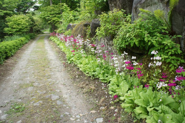 今年もせせらぎの小径を彩っています。