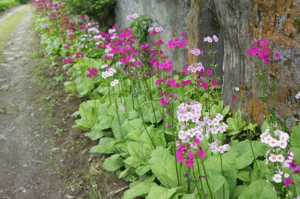 今年もせせらぎの小径を彩っています。