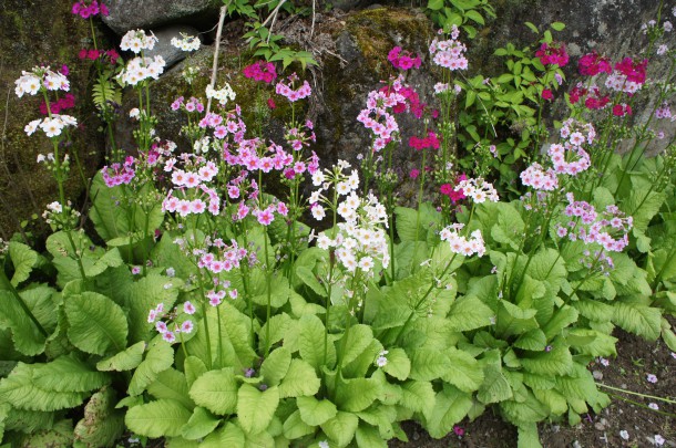 今年もせせらぎの小径を彩っています。