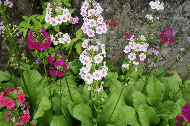 今年もせせらぎの小径を彩っています。