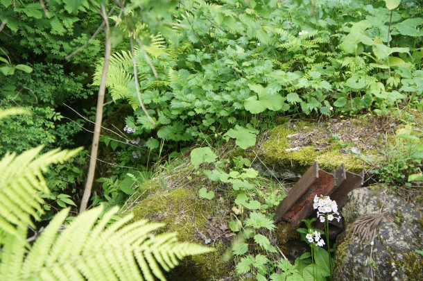 今年もせせらぎの小径を彩っています。