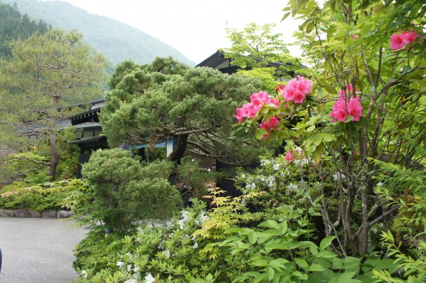 最近よくご質問いただく花木の名