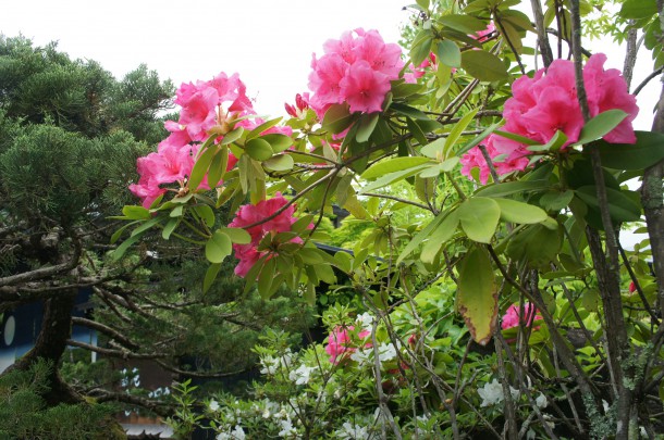 最近よくご質問いただく花木の名