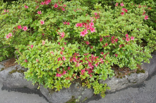 最近よくご質問いただく花木の名