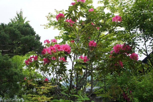 最近よくご質問いただく花木の名