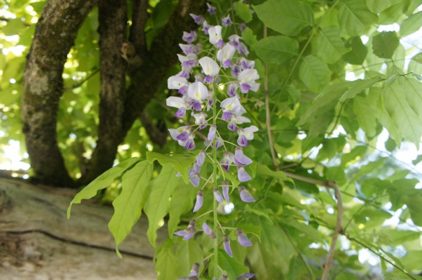 これも暖冬の影響でしょうか？