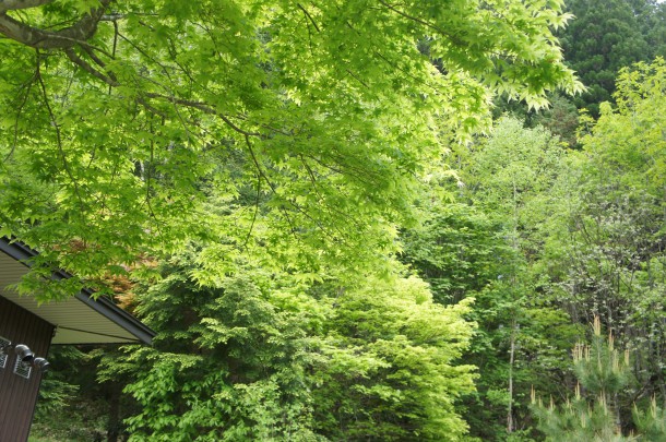 桜を見納めた頃、青い風にのってくるものといえば。