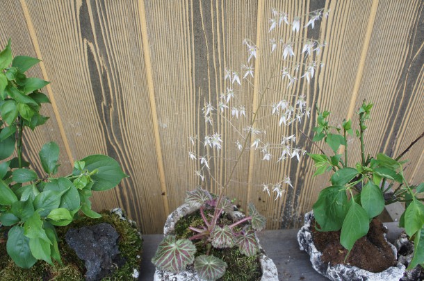 桜を見納めた頃、青い風にのってくるものといえば。