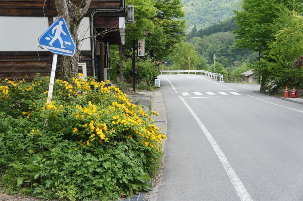桜を見納めた頃、青い風にのってくるものといえば。