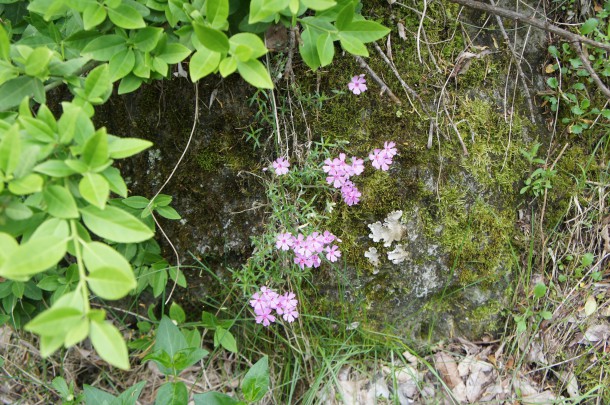 桜を見納めた頃、青い風にのってくるものといえば。