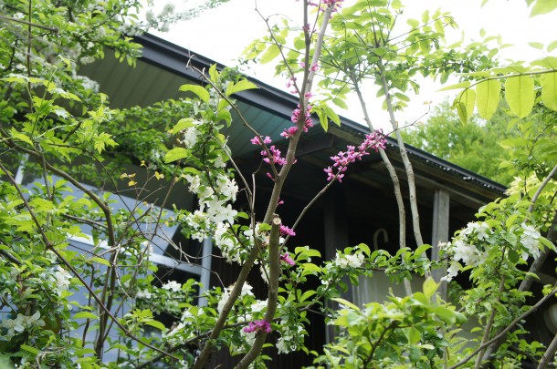 桜を見納めた頃、青い風にのってくるものといえば。