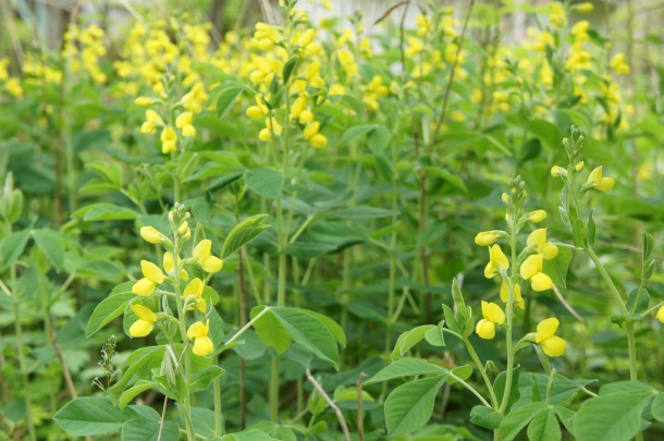桜を見納めた頃、青い風にのってくるものといえば。