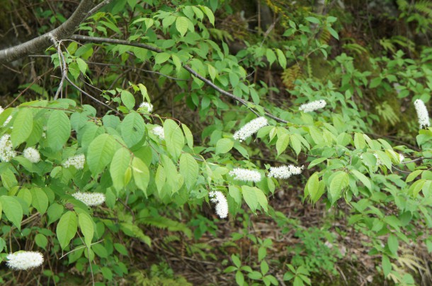 桜を見納めた頃、青い風にのってくるものといえば。